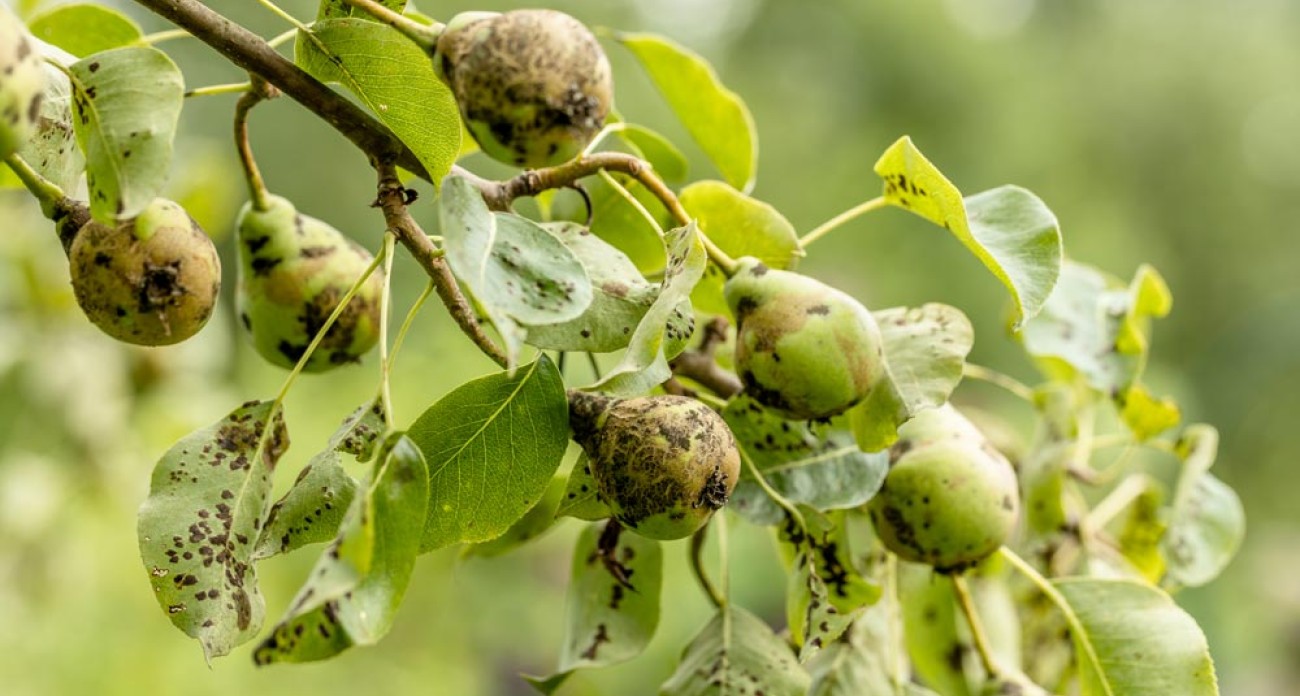 La tavelure : symptômes, prévention et traitements naturels