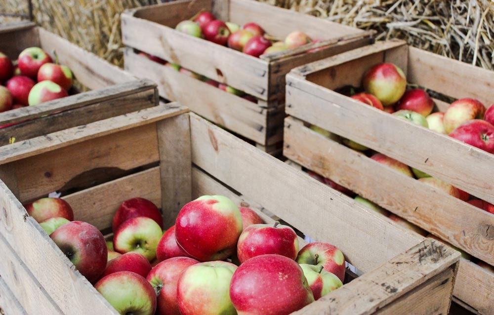 Conserver les pommes