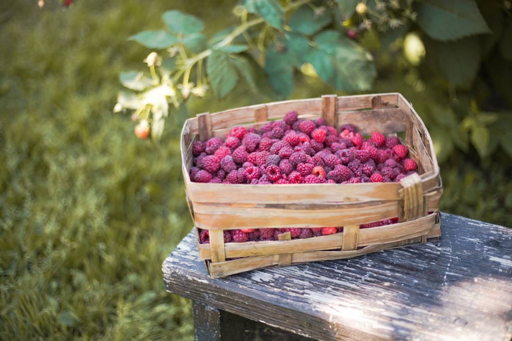 Récolte de framboises