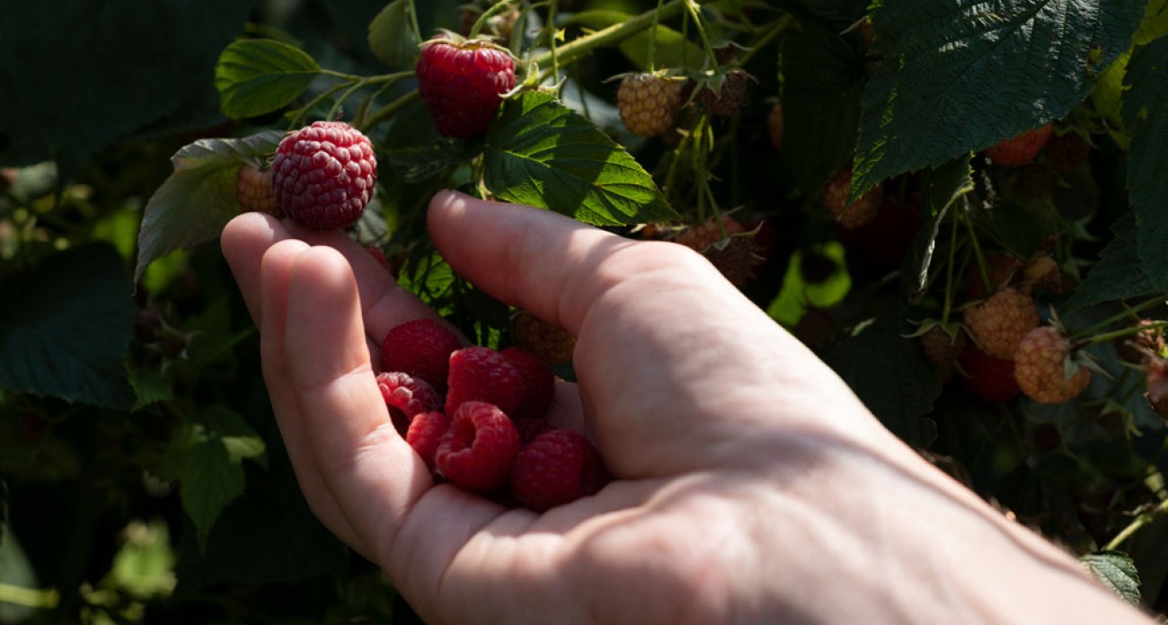 Récolter les framboises