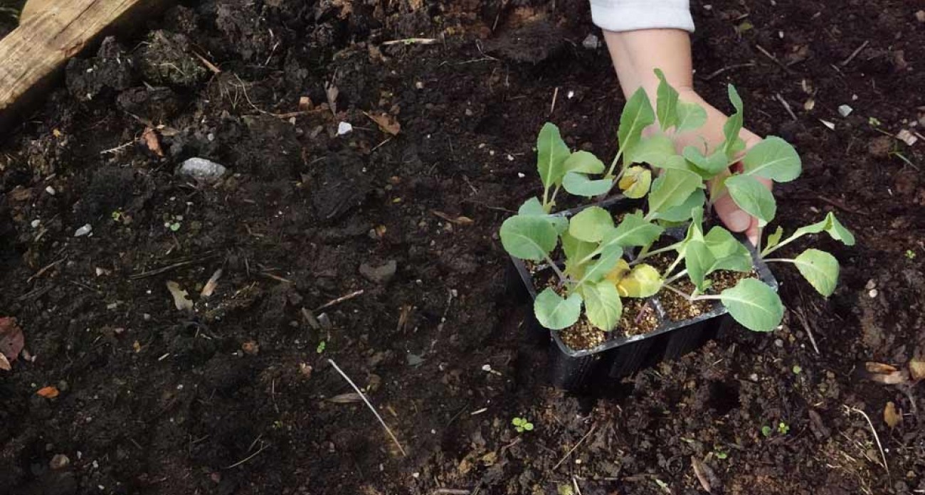 Planter les choux-fleurs