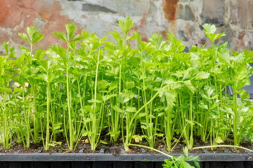 Plateau de jeunes plants de céleri branche