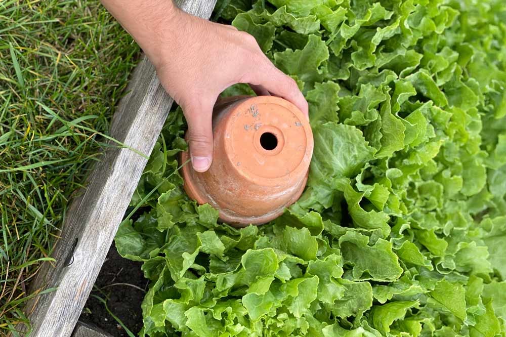 Technique du pot pour blanchir les chicorées