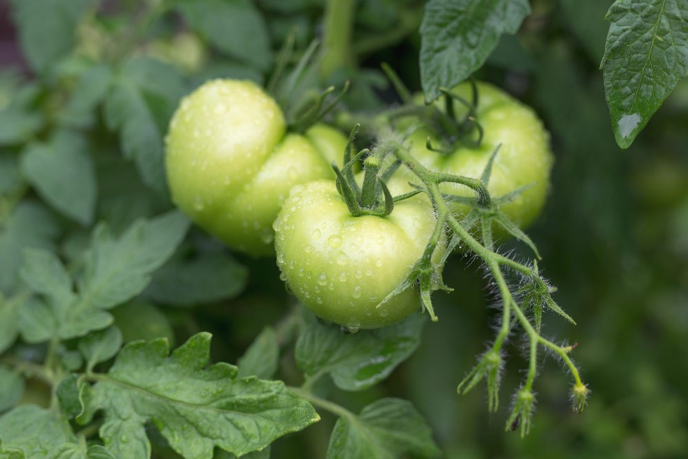 Tomates vertes 