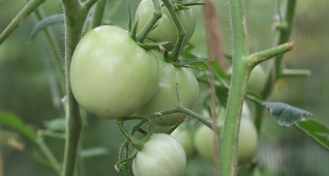 Faire mûrir les tomates vertes