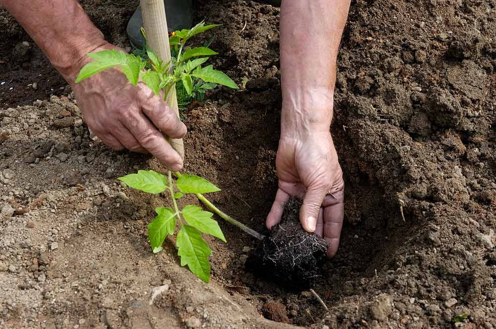 Plantation des tomates en plein terre