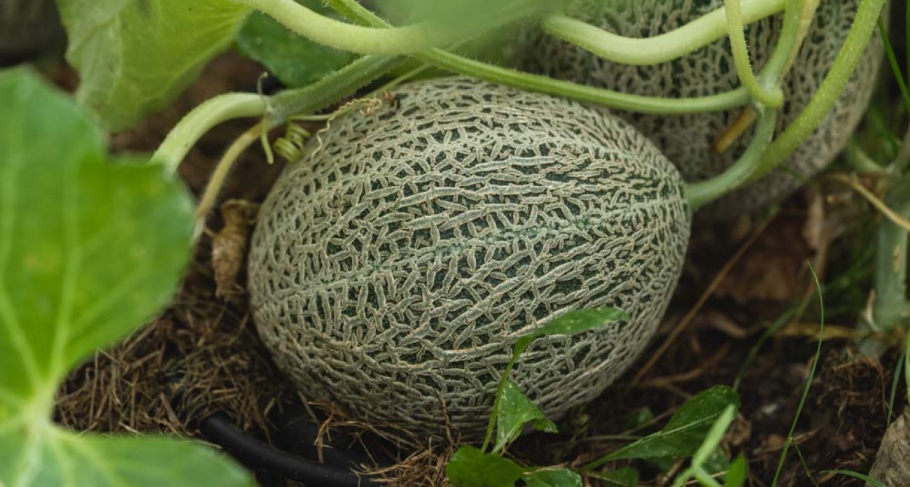 Aider à mûrir les melons