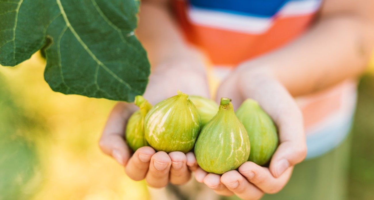 Récolter les figues