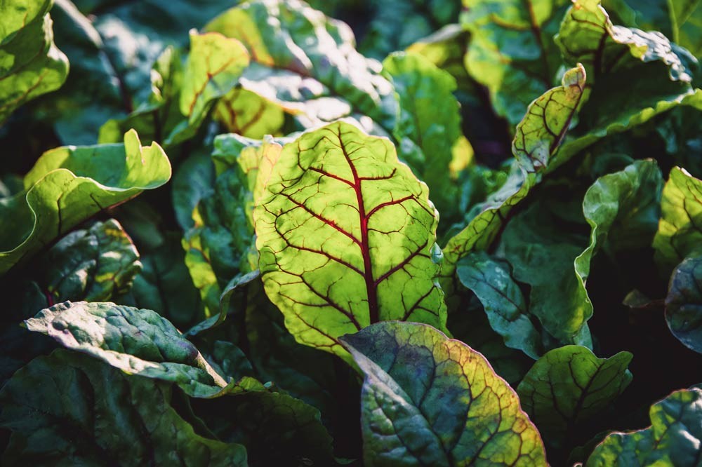 Récolter les feuilles de betteraves