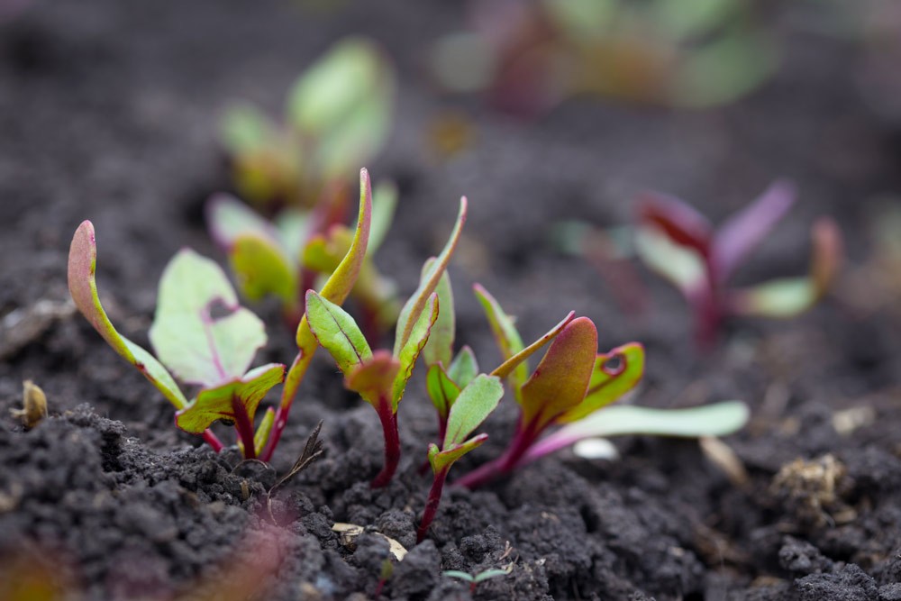 L'éclaircissage est essentiel pour cultiver des betteraves 