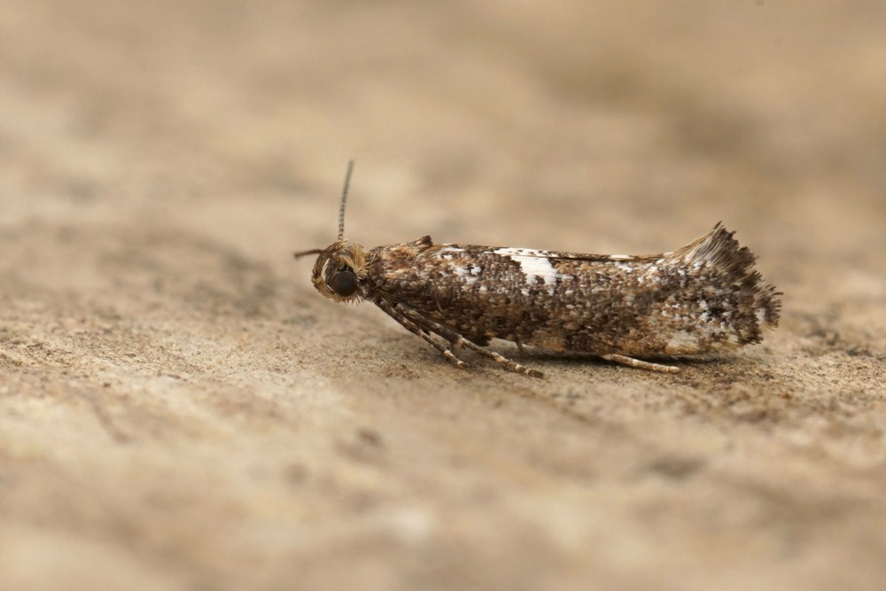 Papillon de teigne du poireau