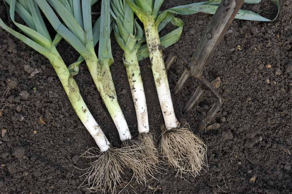 Utiliser la bonne outil : la fourche-bêche pour récolter les poireaux