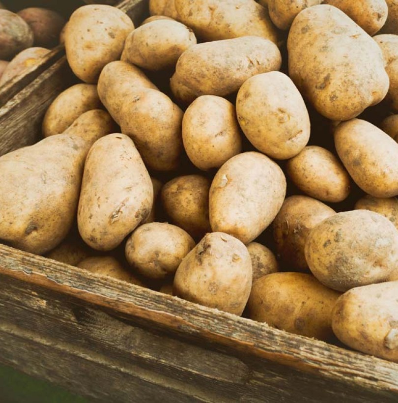 Comment cultiver des pommes de terre ?