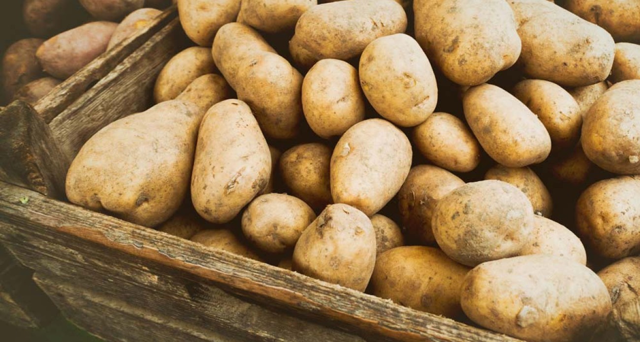 Comment cultiver des pommes de terre ?