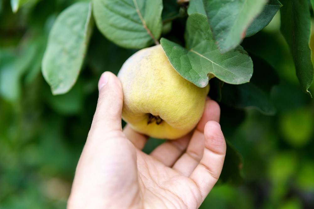 Récolte des coings sur un arbre