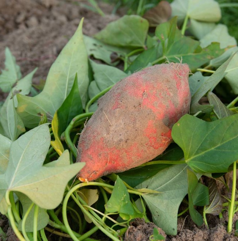 Réussir la culture de la patate douce