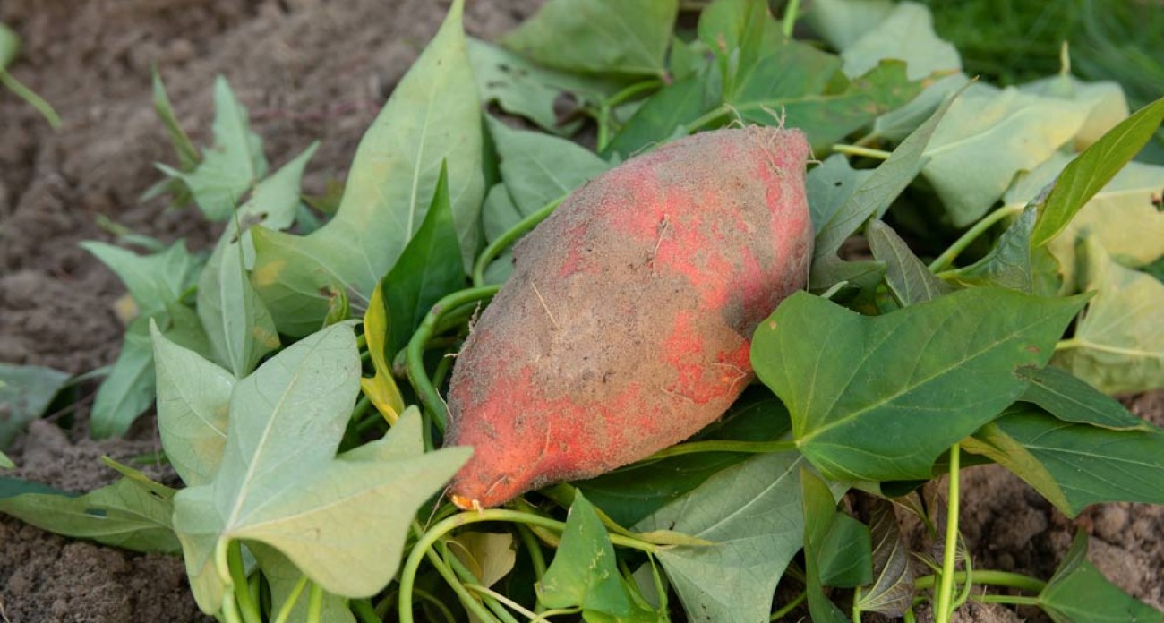 Réussir la culture de la patate douce