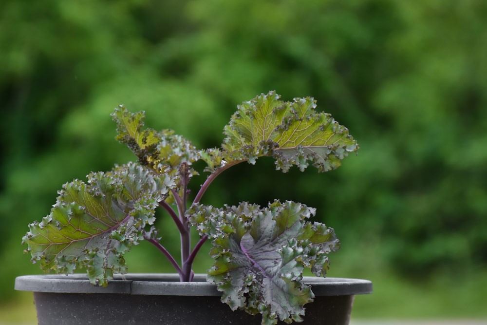 Jeune plant de chou kale