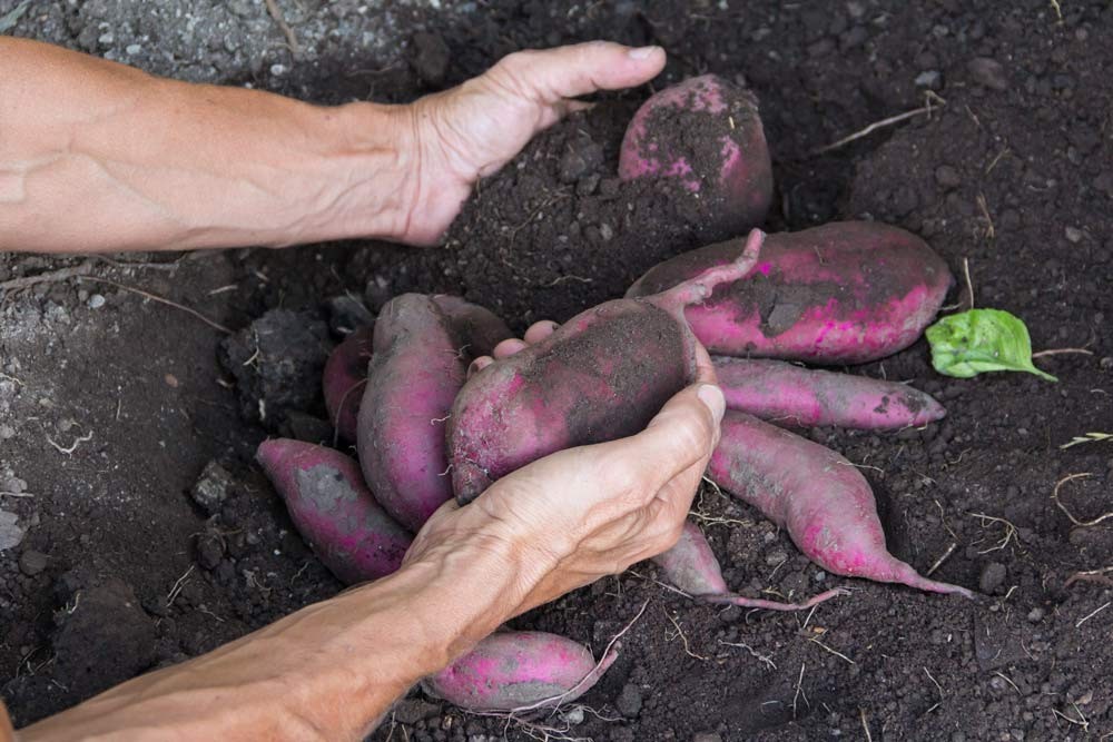 Déterrez les tubercules de patates douces