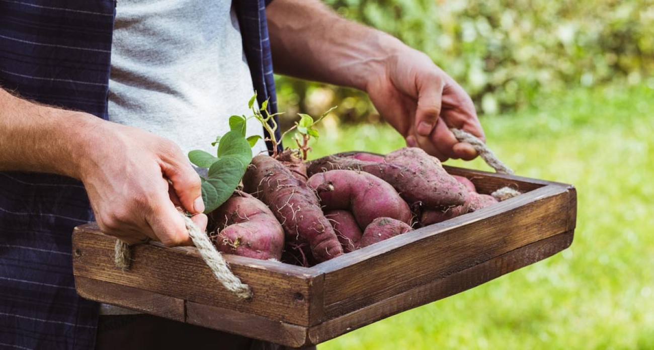 Récolter les patates douces