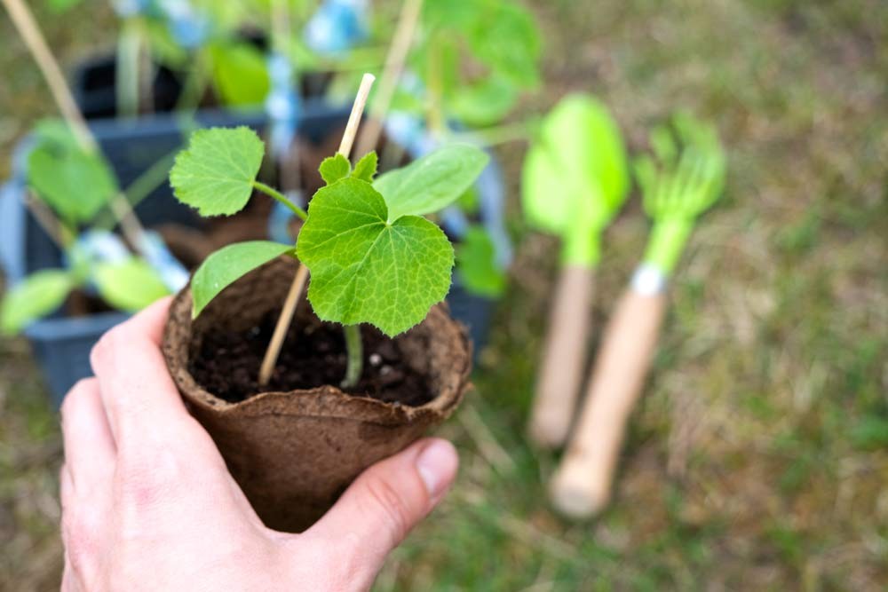 Planter les courgettes