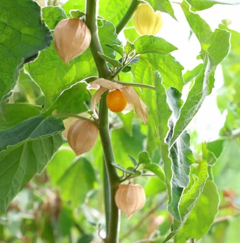 Réussir la culture du physalis