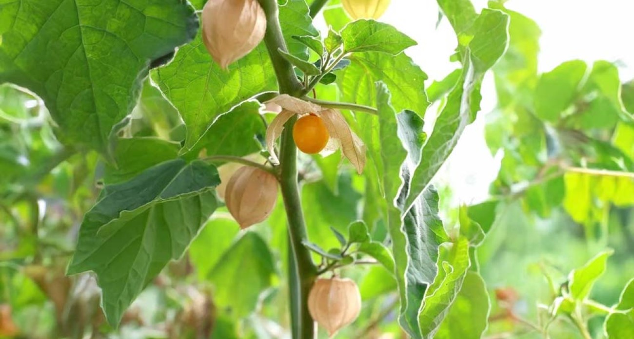 Réussir la culture du physalis