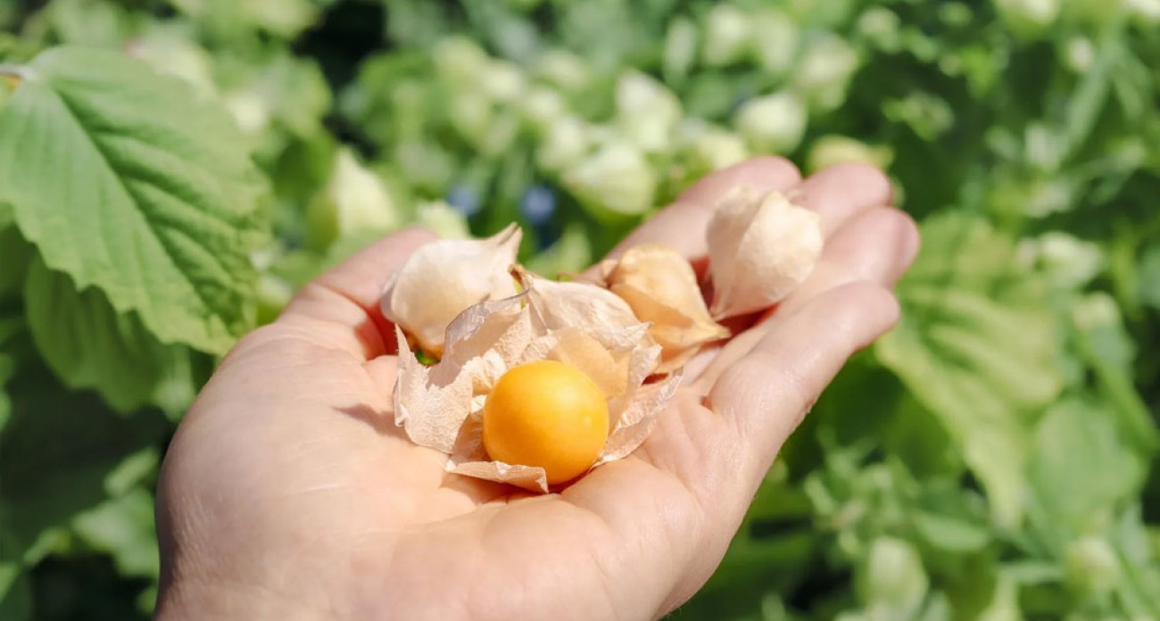 Récolter les physalis