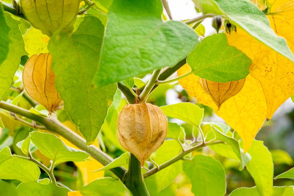 Culture de physalis