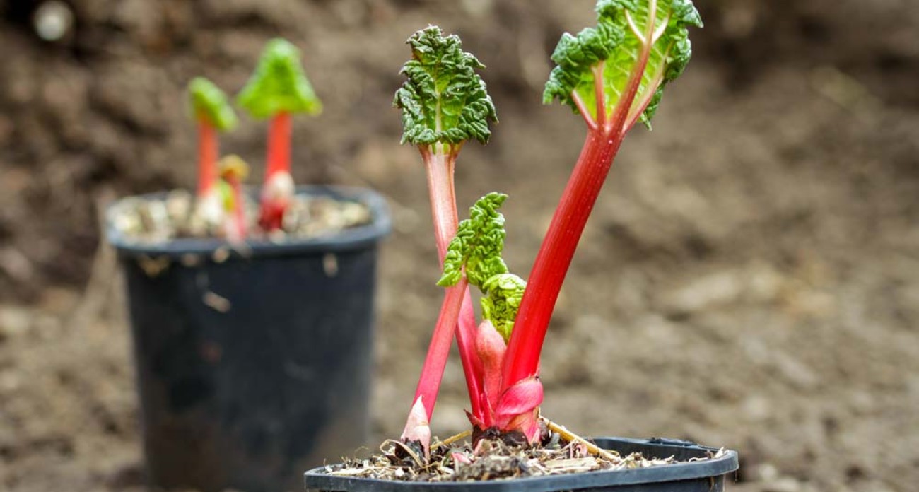 Planter la rhubarbe