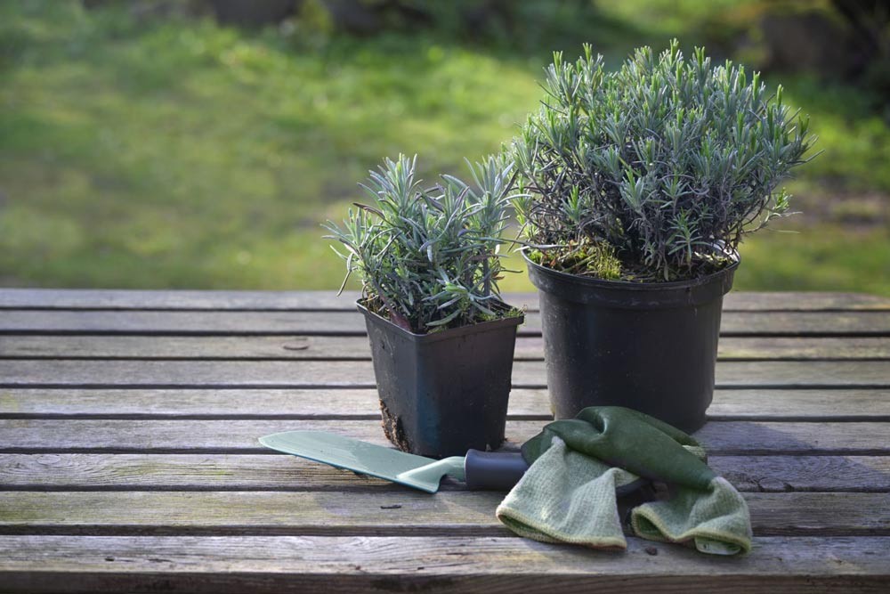 Jeune plants de lavande en pot