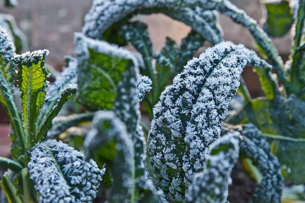 Légumes sous le gel de décembre