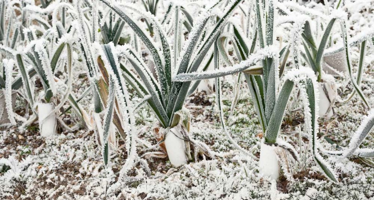 Protéger légumes frileux du froid