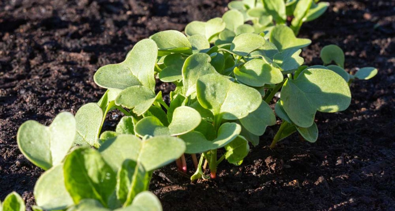 Éclaircir les semis de légumes racines