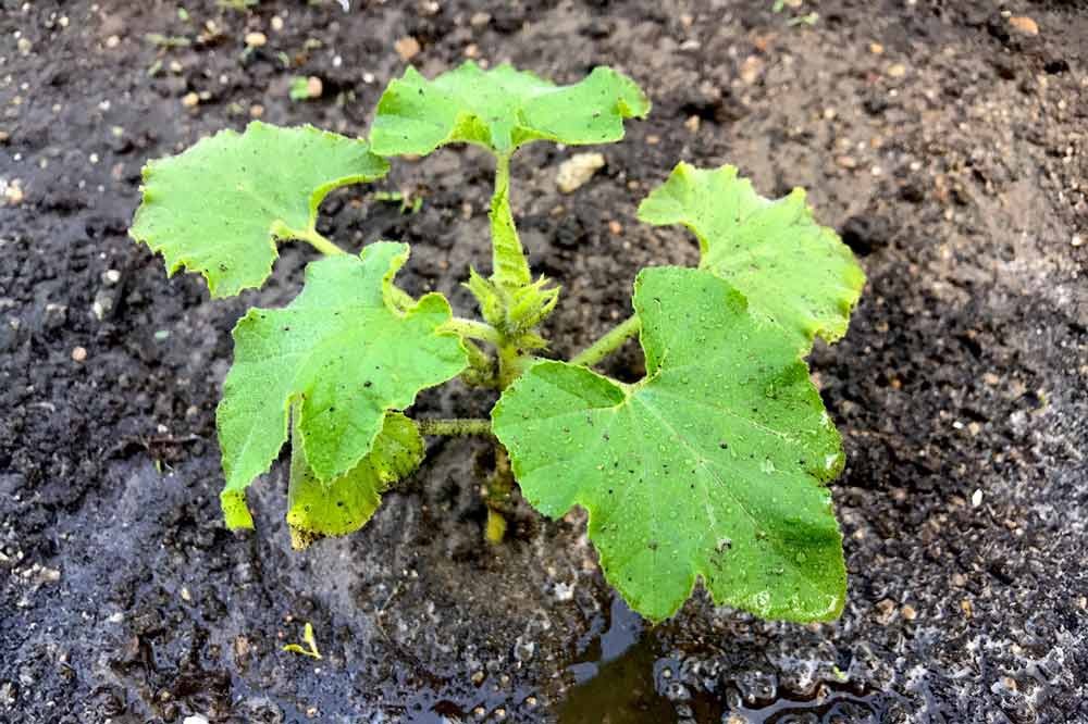 Plantation de courge