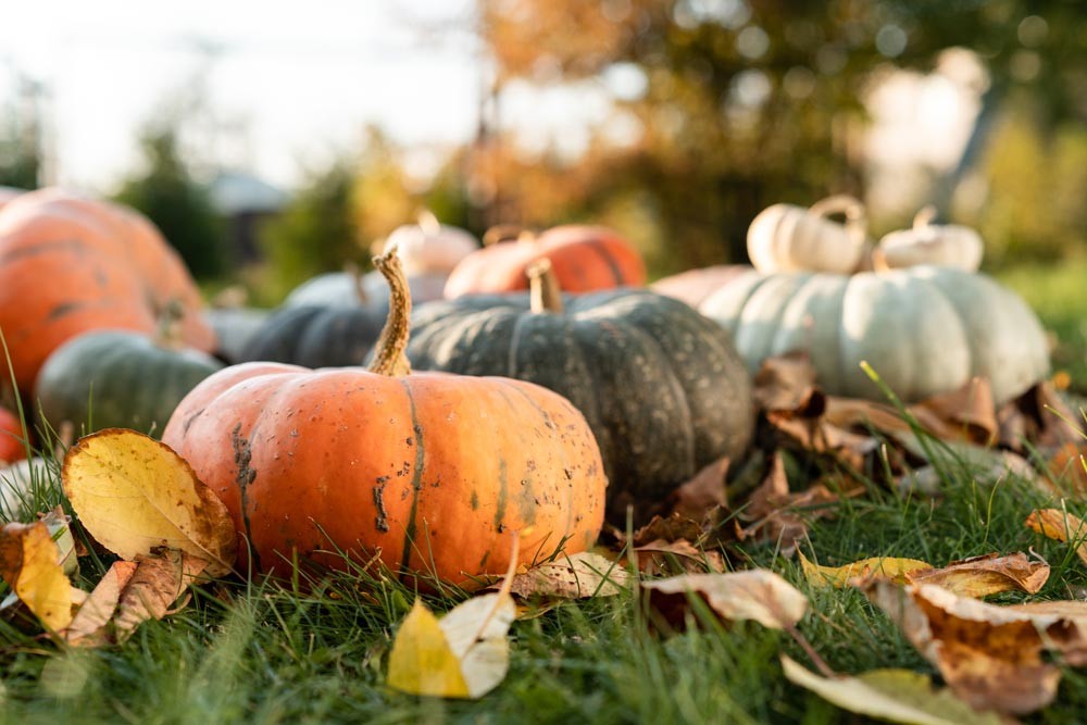 Récolte de courge