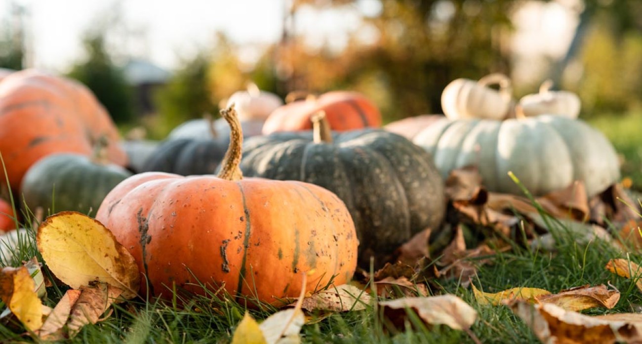 Récolter les courges