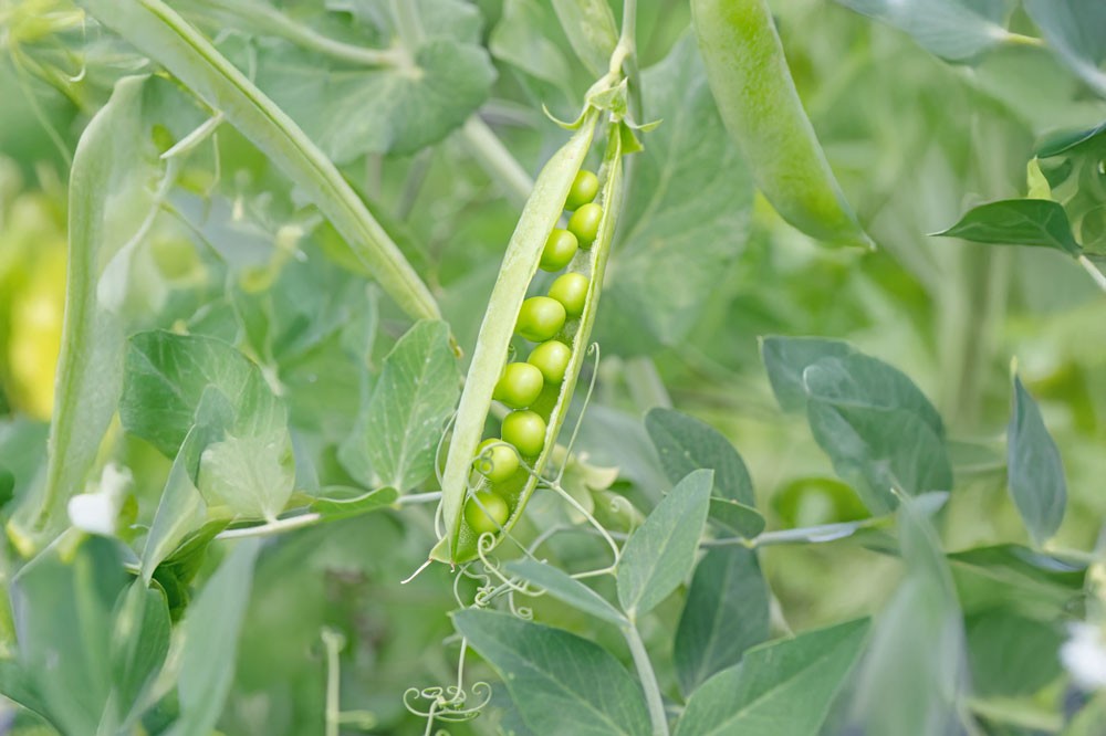 Récolte de petits pois