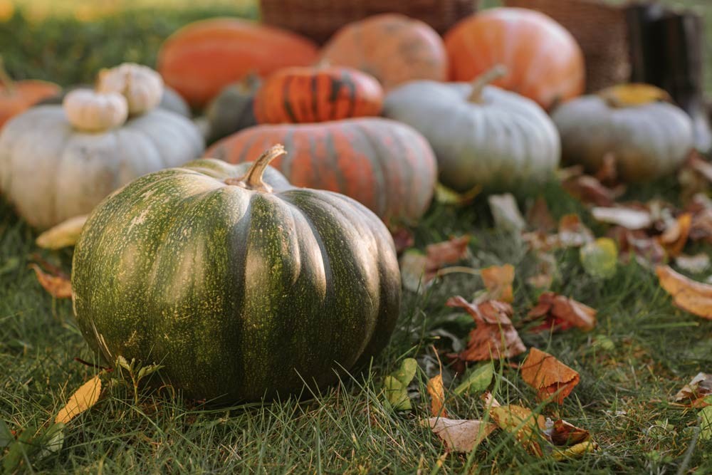 Récolter les courges