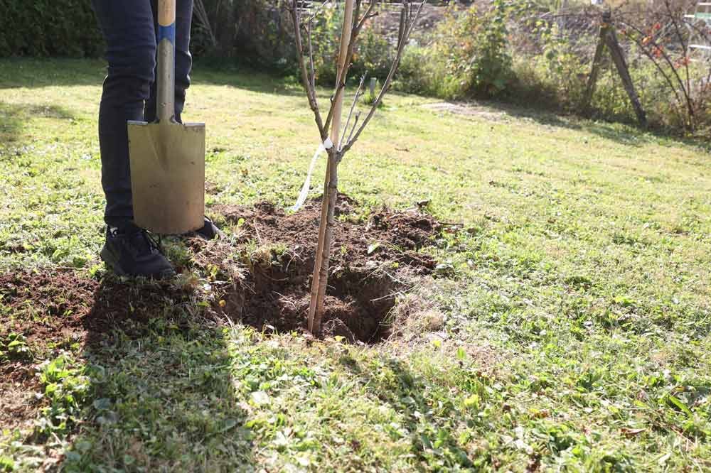 La plantation de l’arbre fruitier à racines nues