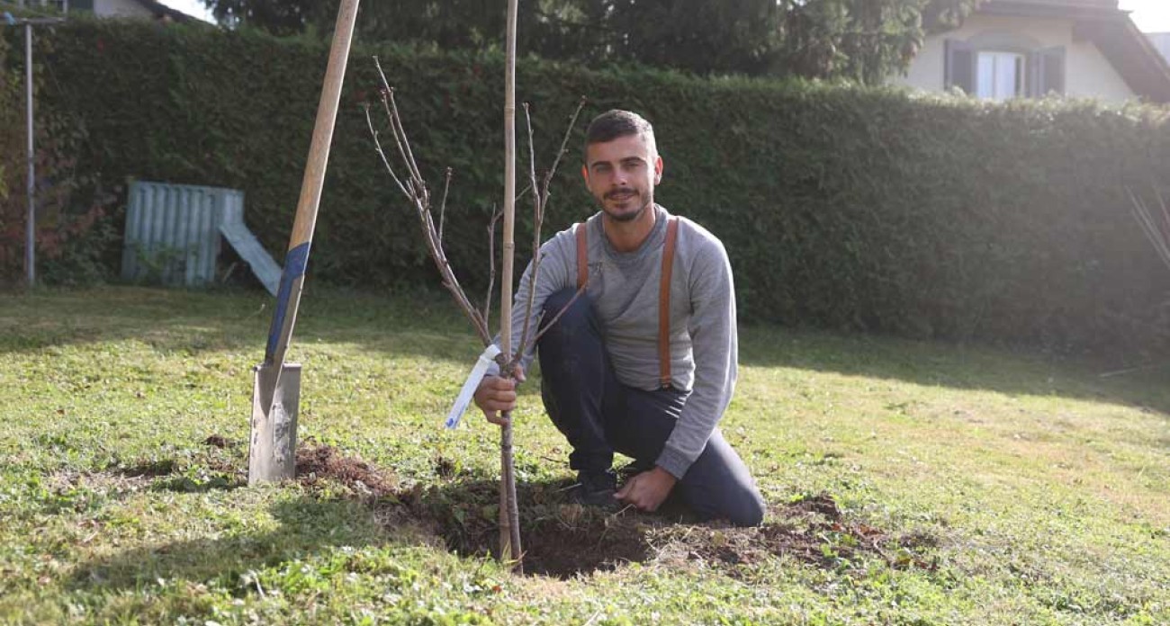 Planter un arbre fruitier à racines nues