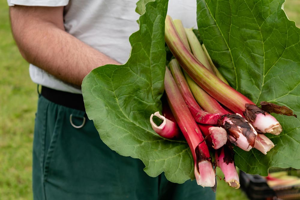 Récolter la rhubarbe ?