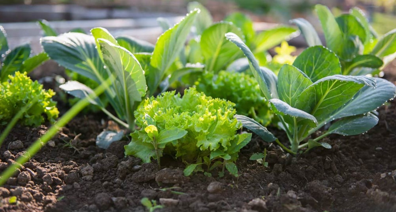 Abriter les pots potager