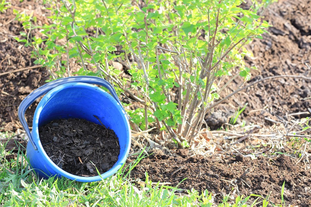 La plantation du groseillier