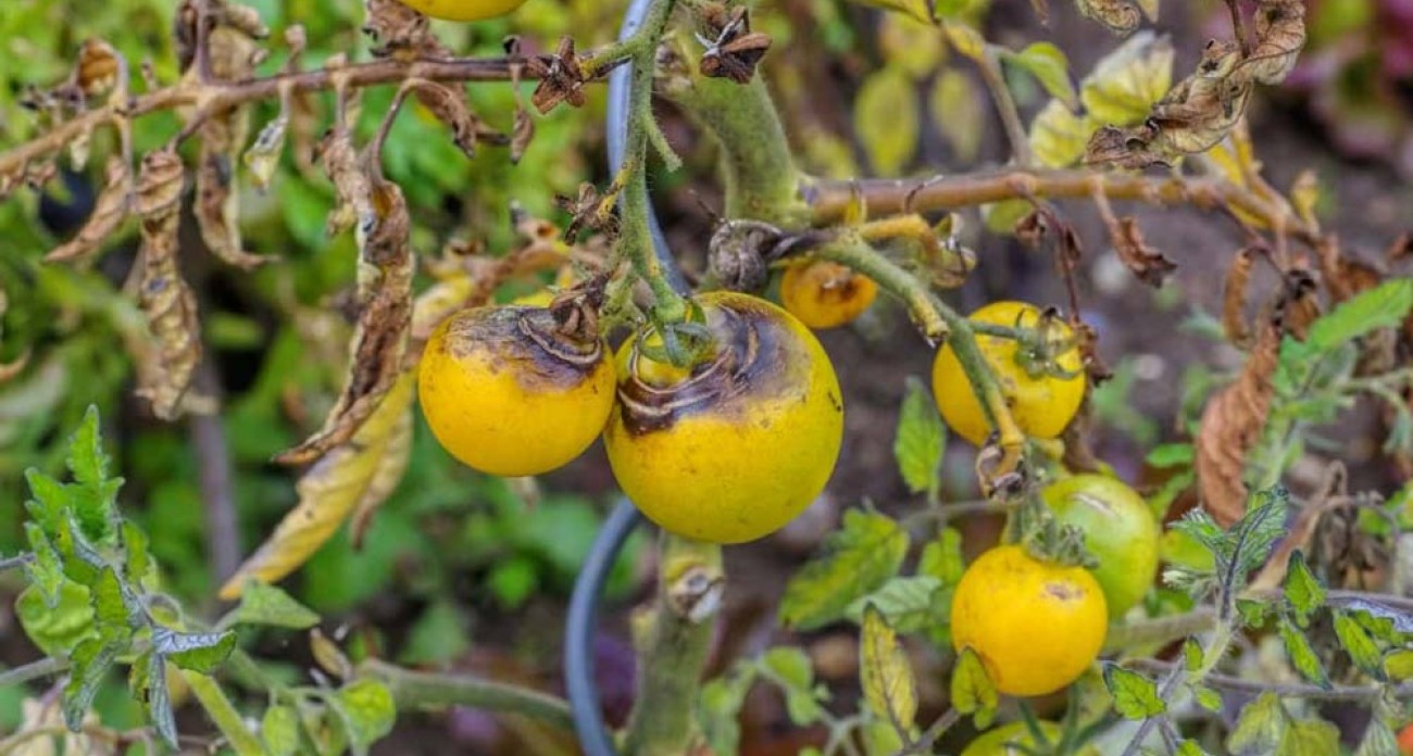 Arracher les tomates