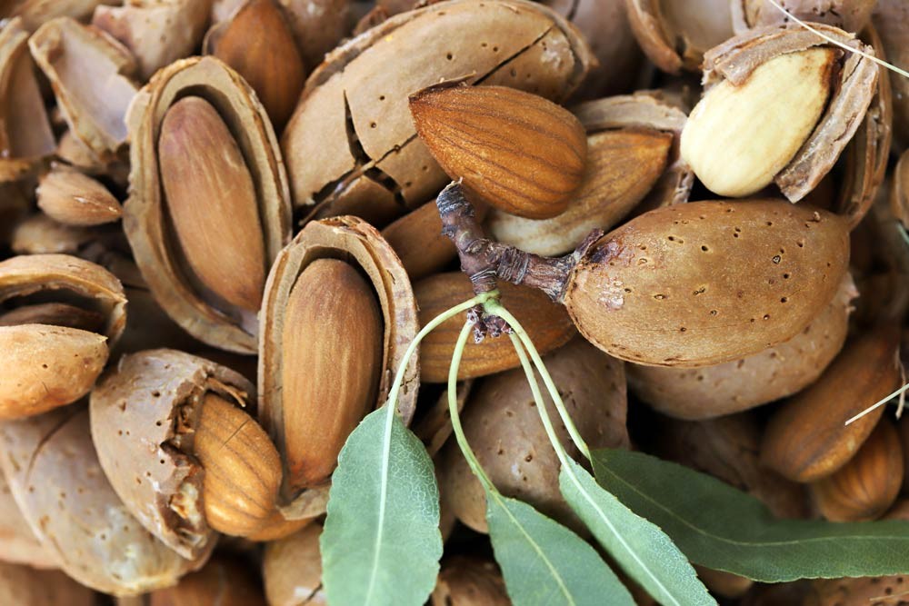 Ramasser les amandes tombées