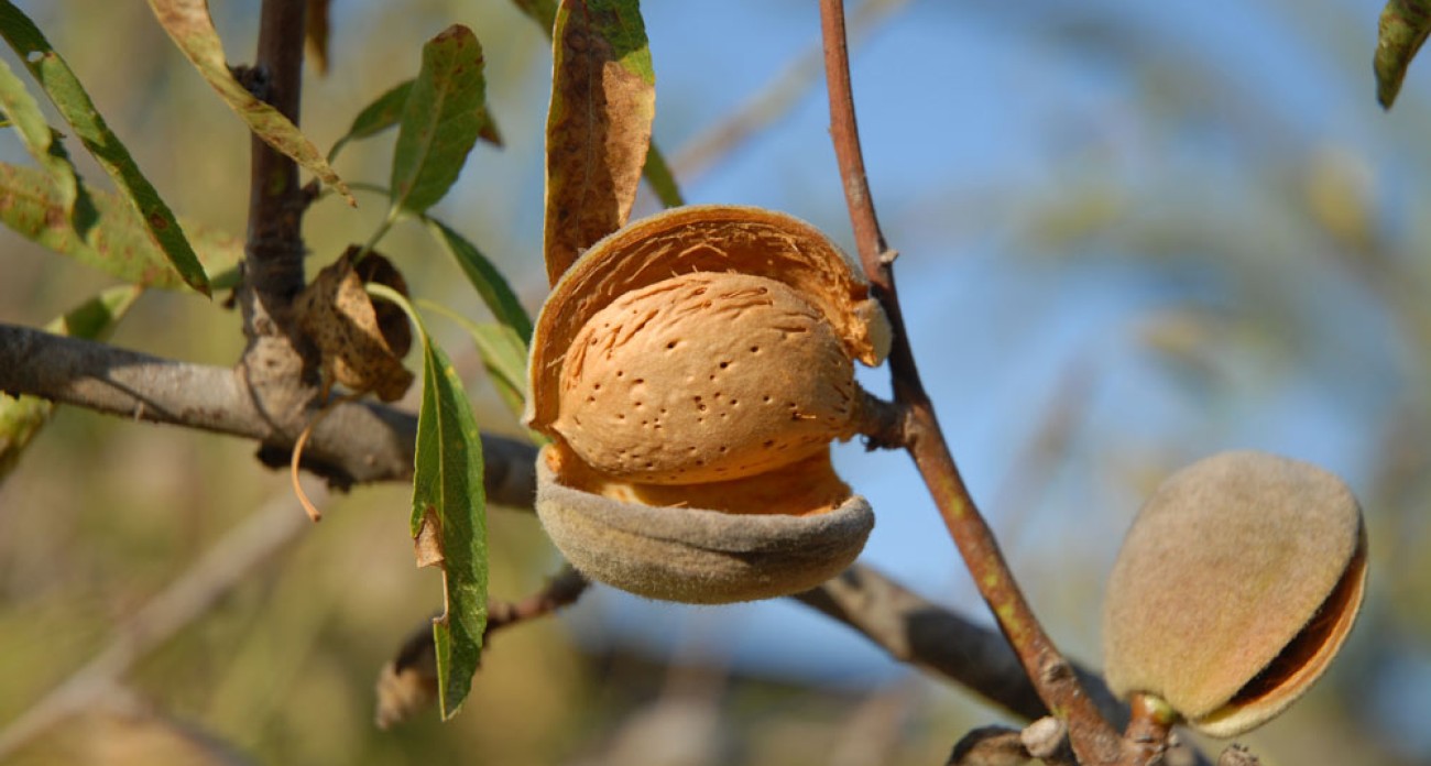 Récolter les amandes