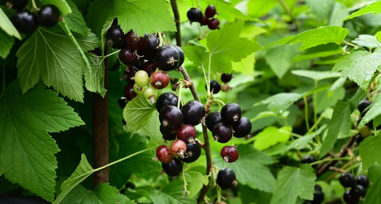 Planter un cassissier