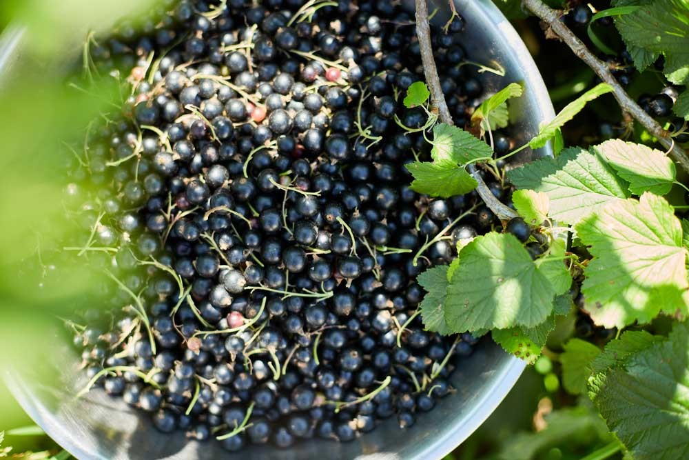 Récolte de cassis