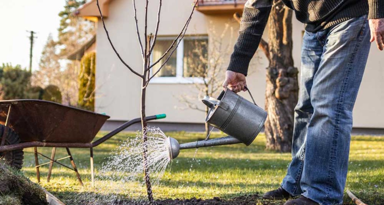 Planter un pommier